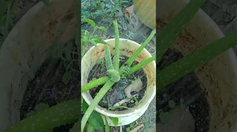 Aloe Vera Home