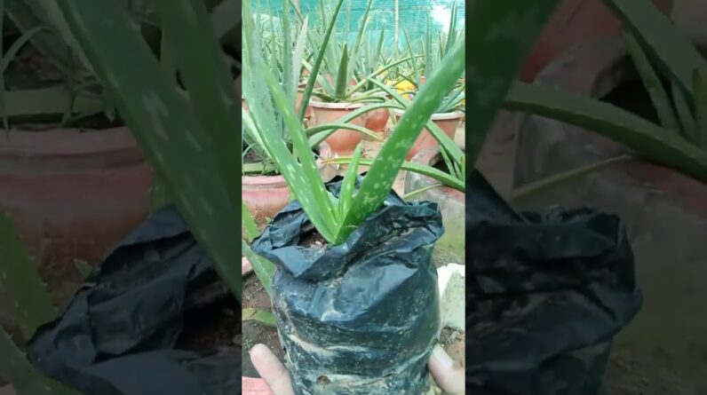 Aloe Vera Home