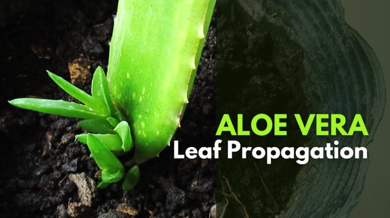 Aloe vera Leaf Propagation: Is it Possible?