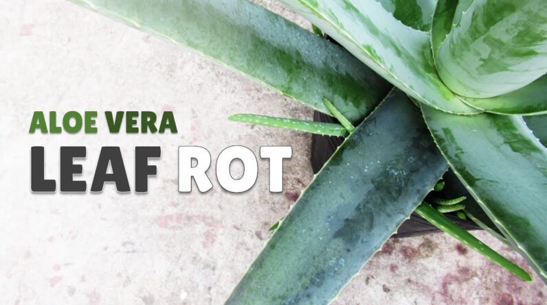 Aloe Vera Leaf Rot