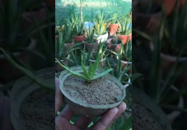 Aloe Vera Plant #aloevera