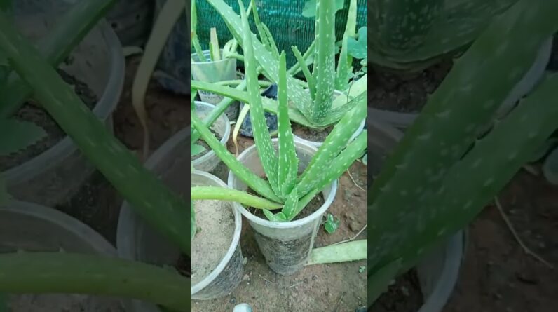 Aloe Vera Plant pups