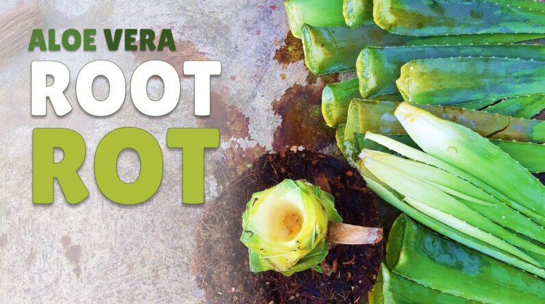 Aloe Vera Root Rot