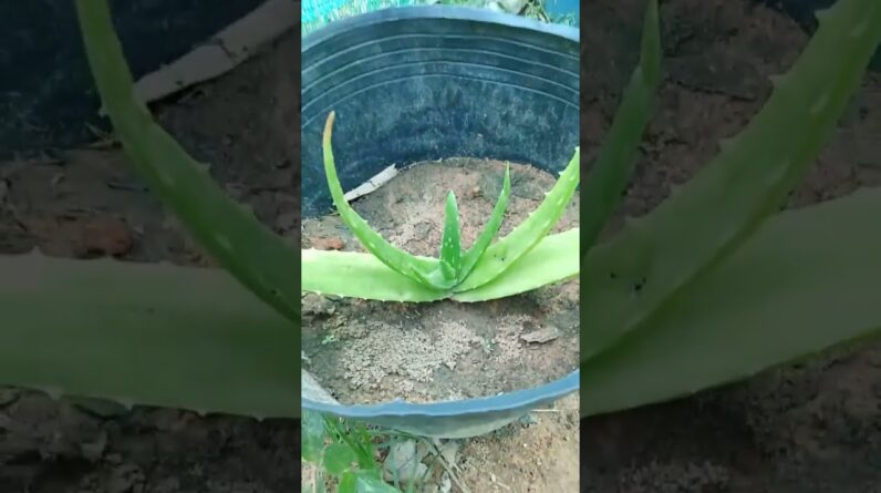 Aloe Vera #trending #aloeveragarden