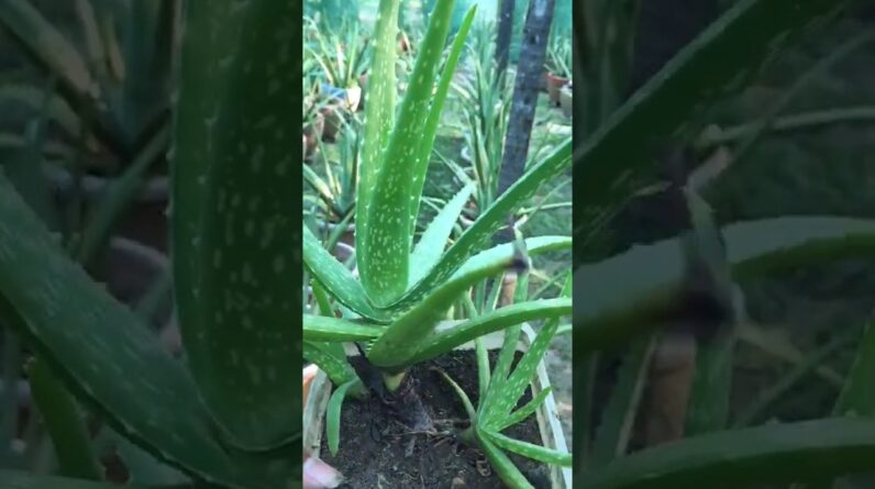 Aloe Vera