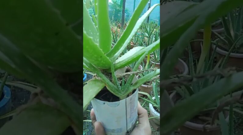 #aloevera