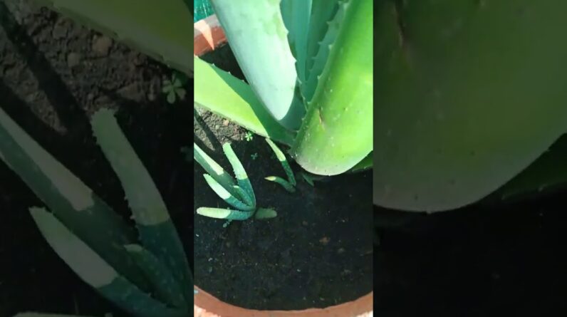 #aloeveragarden