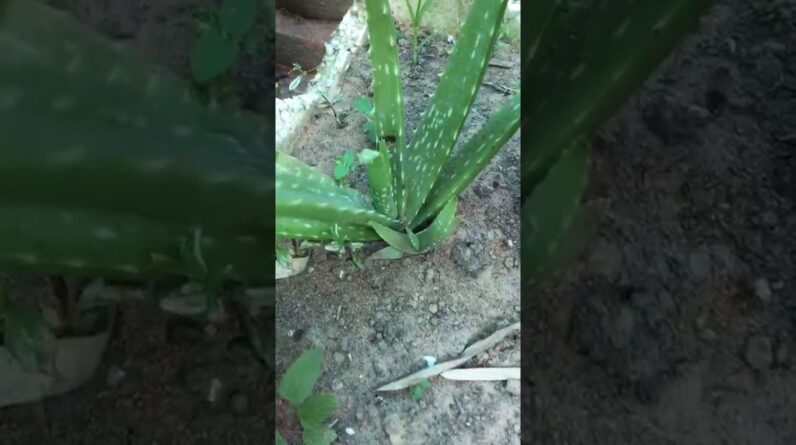 Beautiful Aloe Vera #aloeveragarden #aloevera