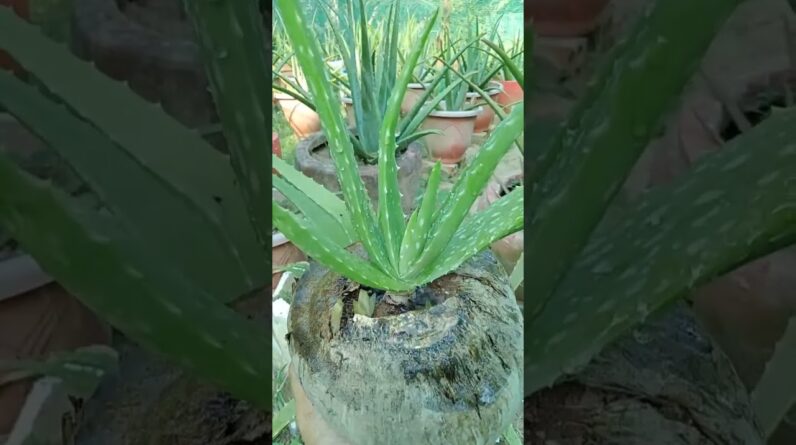 Beautiful Aloe Vera Garden #aloevera