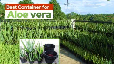 Best Containers or Pots for Growing Aloe vera Plant