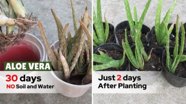 Can Aloe Vera Pups Survive Without Soil and Water in Full Sun?