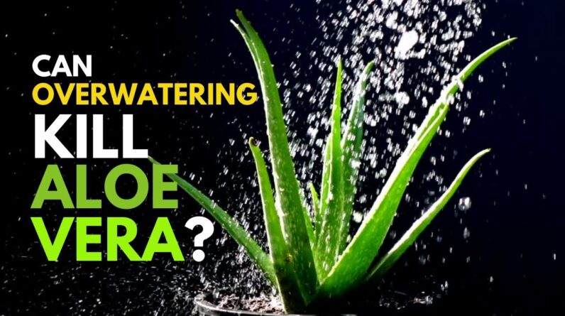 Can Overwatering Kill Aloe Vera Plant?