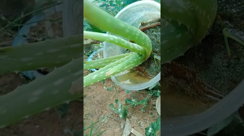 Care Aloe Vera Plant