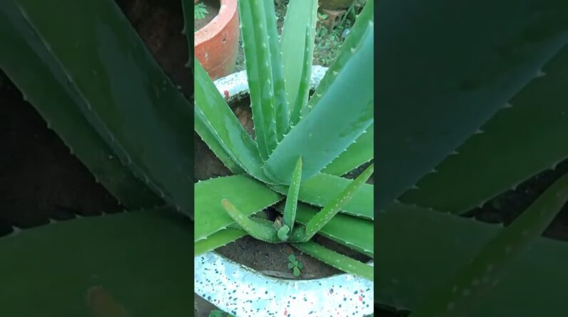 Cut Aloe Vera