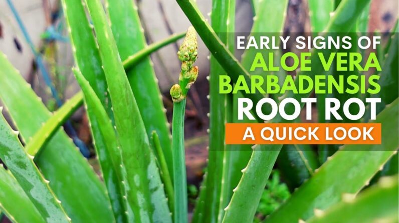 Early Signs of Aloe vera Barbadensis Root Rot