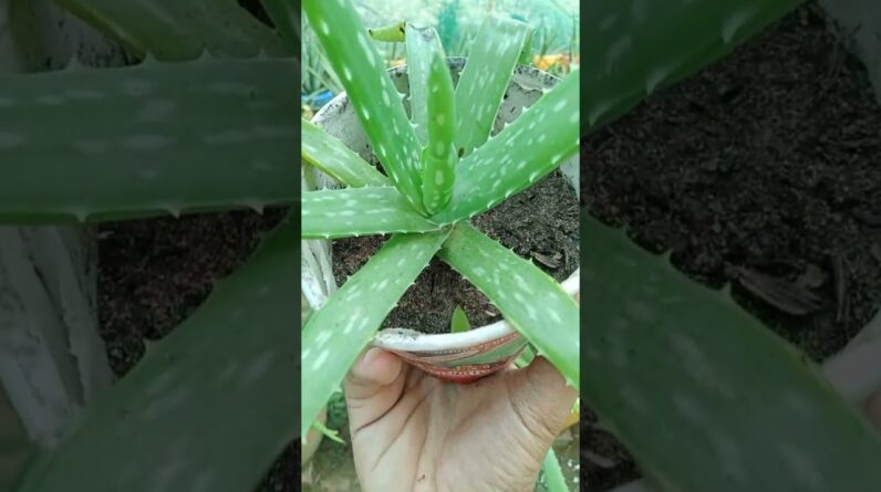 Easy Plant Aloe Vera #aloevera #aloeveragarden