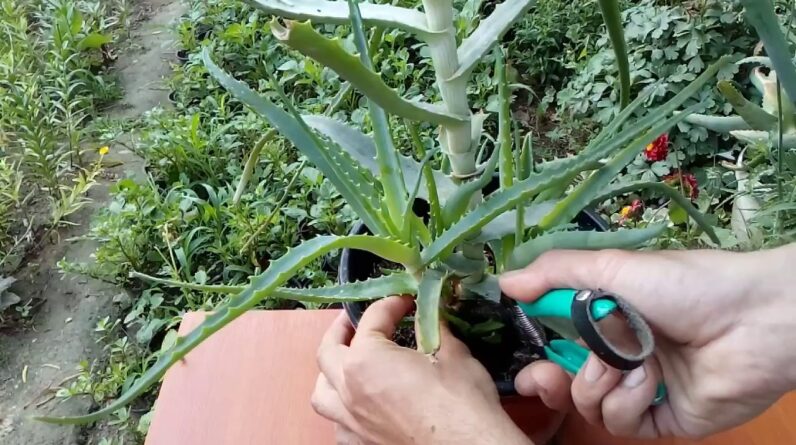 Grow aloe vera from cuttings