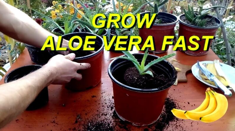 Grow Aloe Vera very fast using Banana peel fertilizer