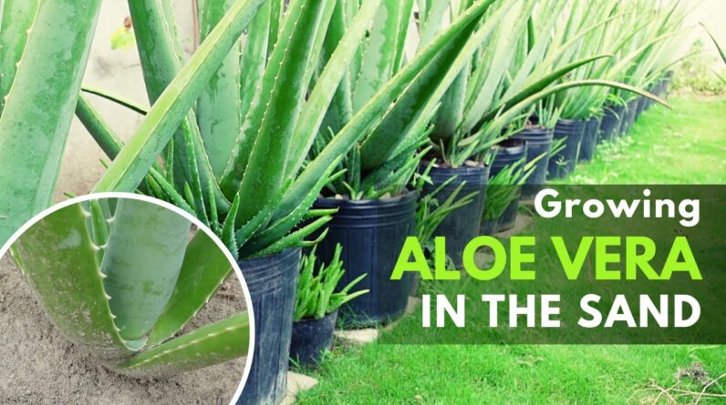 Growing Aloe vera in Pure Sand