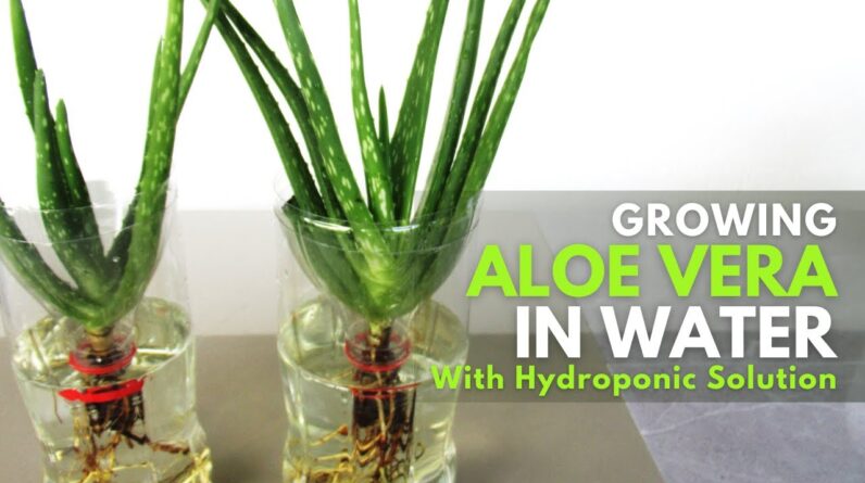 Growing Aloe vera in Water with Hydroponic Solution