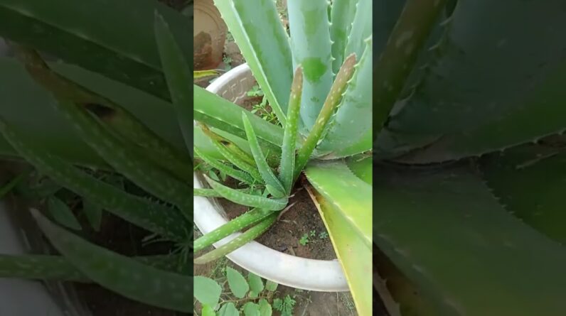 Home Plant Aloe Vera