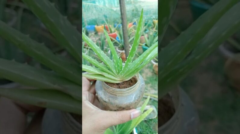 Home Plant Aloe Vera