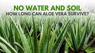 How Long Can Aloe vera Survive Without Soil and Water?