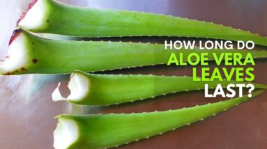 How Long Does Aloe vera Leaf Last?