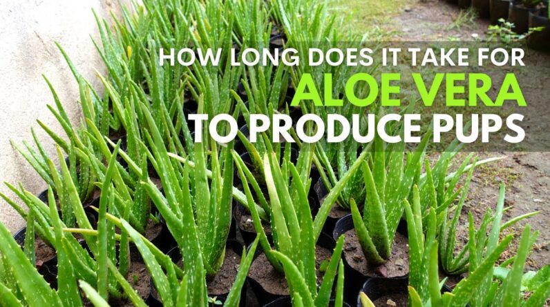 How Long Does It Take For The Aloe vera To Produce Pups