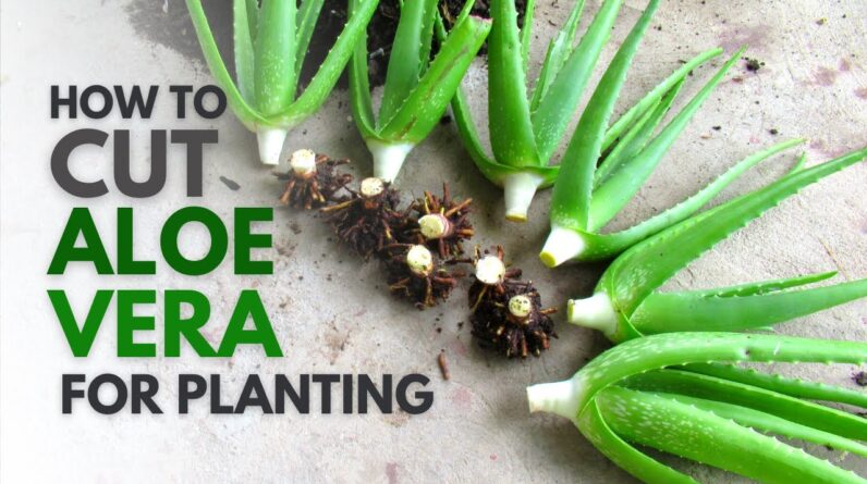 How To Cut Aloe Vera For Planting