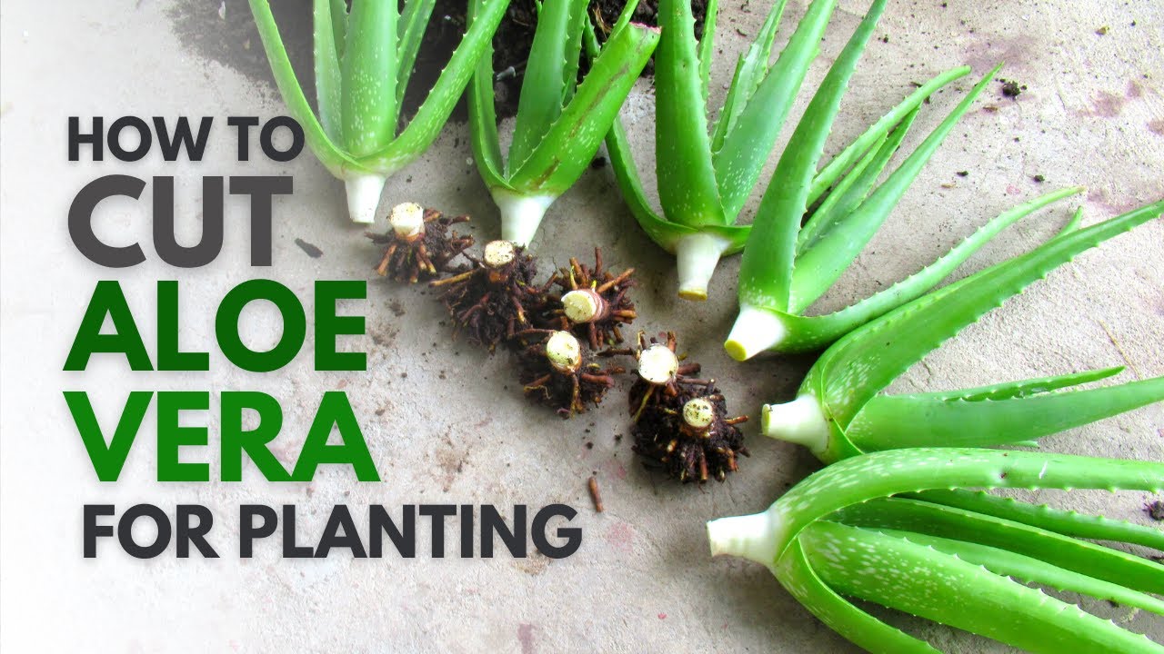 How To Cut Aloe Vera For Planting 0139