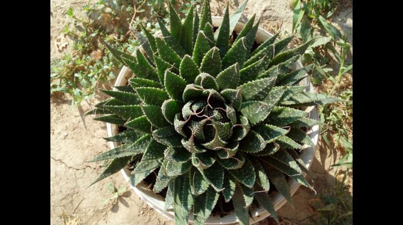 How to grow aloe vera  "Aloe aristata"