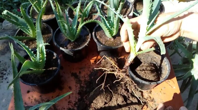 How to grow aloe vera from cutting  'Aloe arborescens'