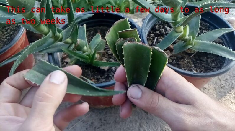 How to grow Aloe Vera from single leaf 100% root