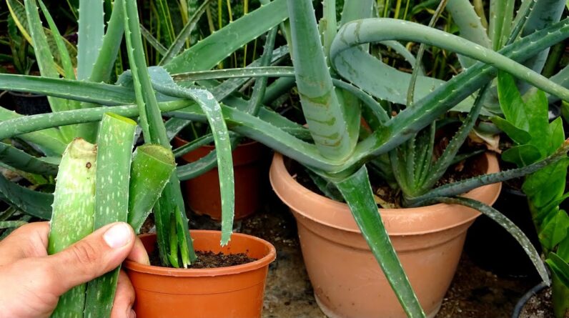 How to grow Aloe Vera from single leaf very easy 100% root