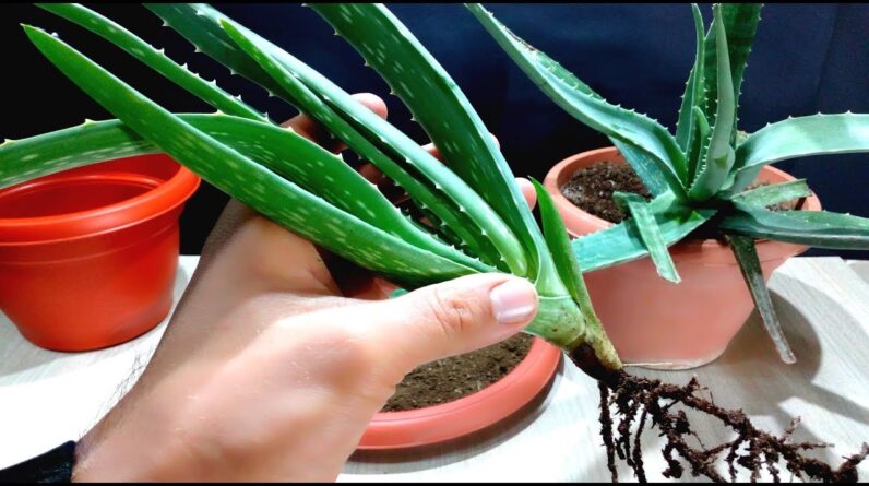 How to Grow Aloe Vera very easy