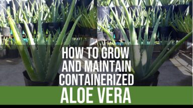 How To Grow and Maintain Containerized Aloe Vera