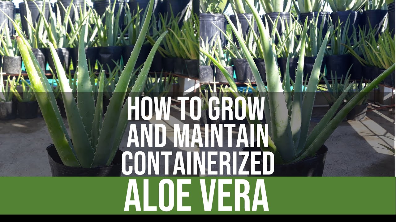 How To Grow And Maintain Containerized Aloe Vera