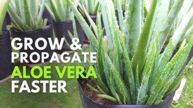 How To Grow and Propagate Aloe Vera Faster Using Hydroponic Solution