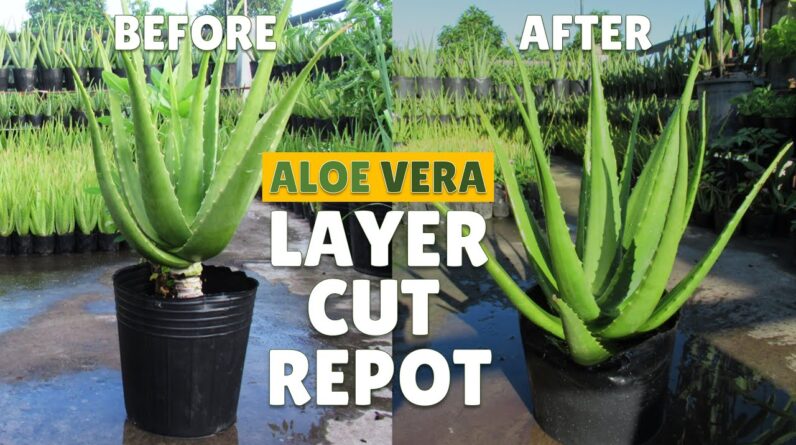 How To Layer, Cut and Repot Big Aloe Vera Plant