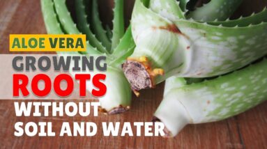 How To Make Aloe Vera Cuttings Grow Roots Without Water and Soil
