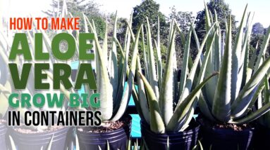 How To Make Aloe Vera Grow Big In Containers