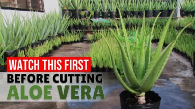 How To Make Tall Aloe Vera Grow New Roots Before Cutting