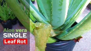 How To Manage Aloe vera Single Leaf Rot