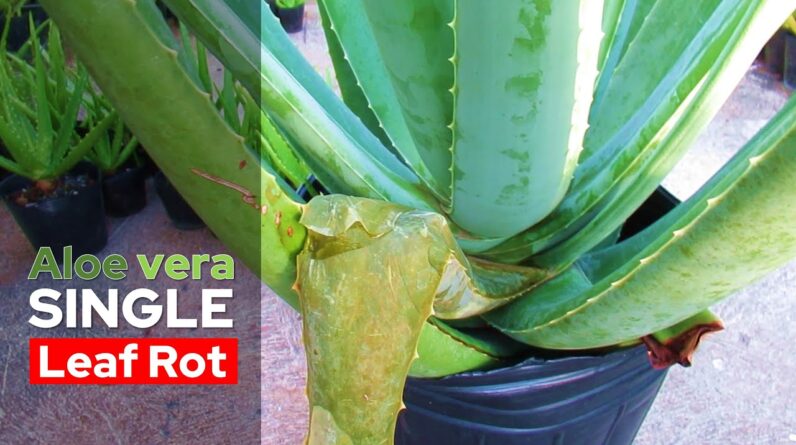 How To Manage Aloe vera Single Leaf Rot