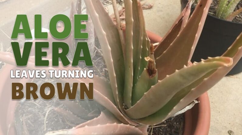 How To Manage Aloe Vera With Leaves Turning Brown