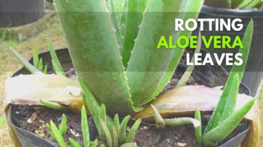 How to Manage Aloe vera with Rotting Leaves