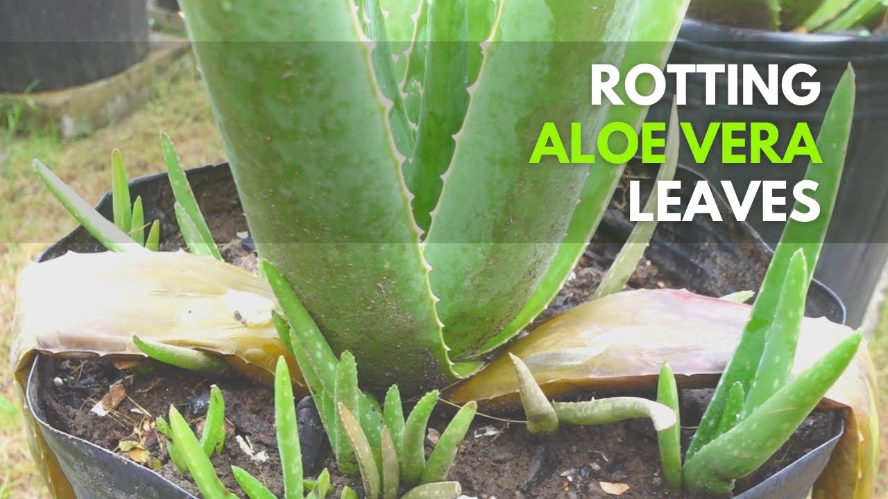 How To Manage Aloe Vera With Rotting Leaves