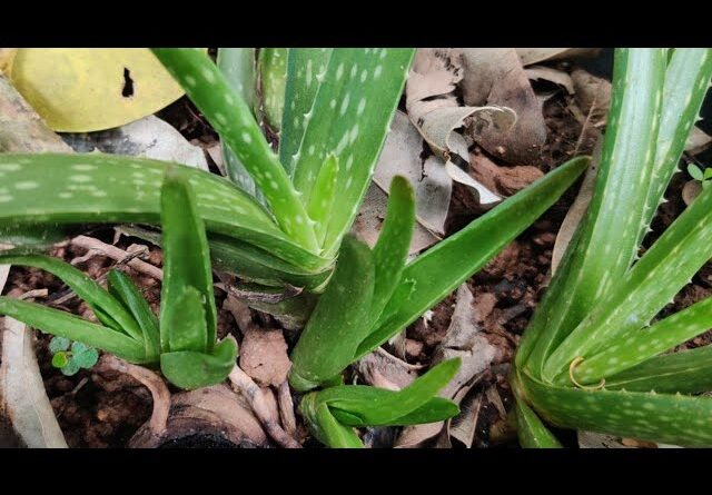 How To Plant Aloe Vera At Home | Shorts Video Compilation Aloe Vera #07