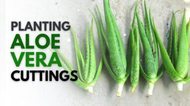 How To Plant Aloe Vera From A Cutting